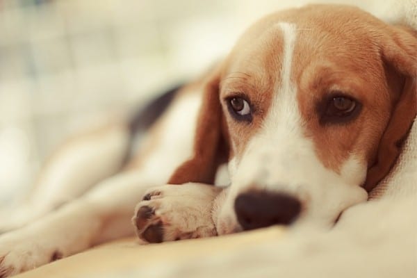 A sick Beagle puppy lying down.