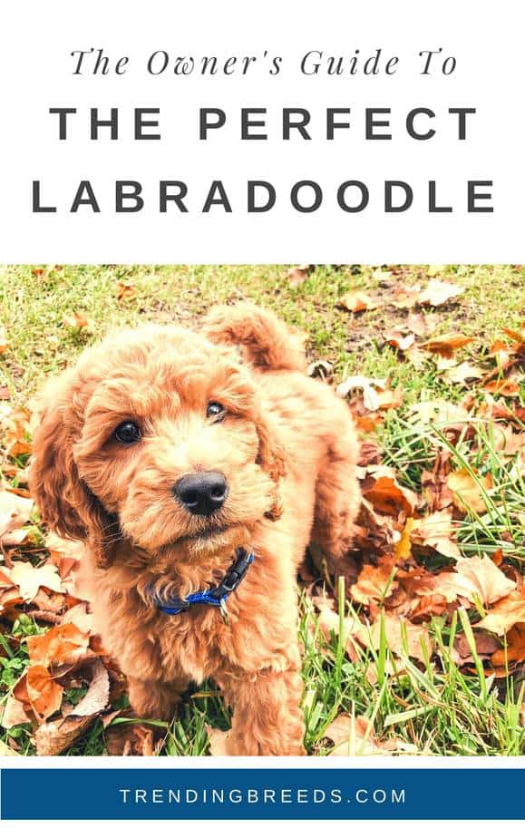 The Ultimate Labradoodle Guide