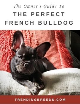 The Owner's Guide To The Perfect French Bulldog-Cover