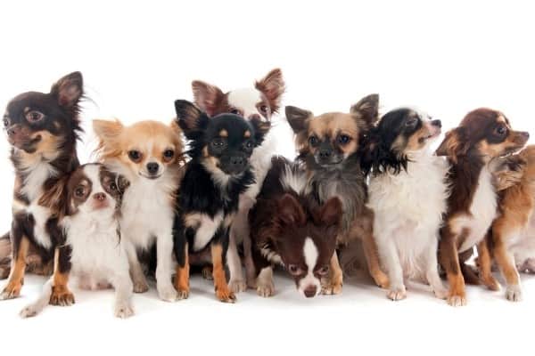 A group of 10 Chihuahuas in a variety of colors.