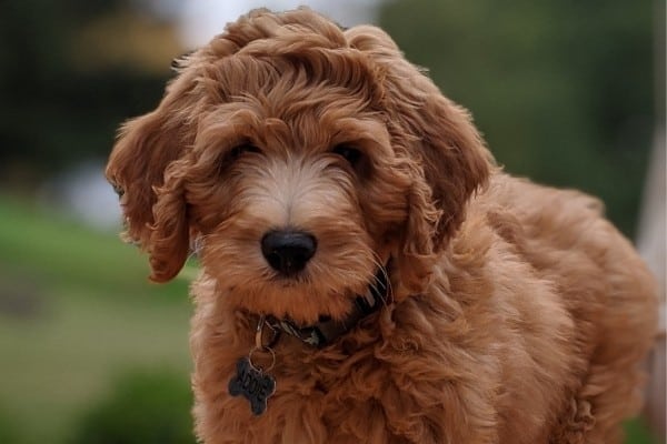 A red Irish Doodle puppy.