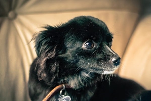 A black, long-haired Chihuahua seated on a beige couch.