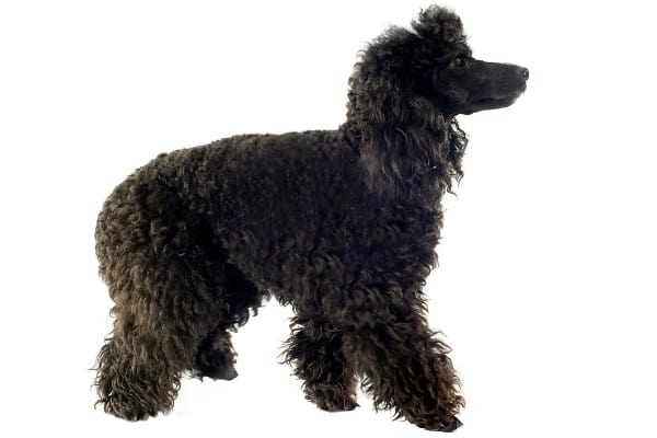 A black Poodle with shaggy hair on a white background.