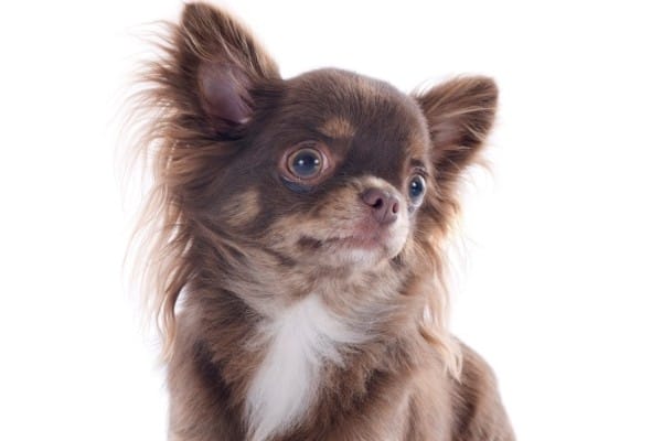 A chocolate and white Chihuahua with a white background.