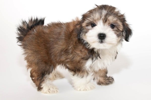 A cute brown and white Morkie Poo puppy with white background.