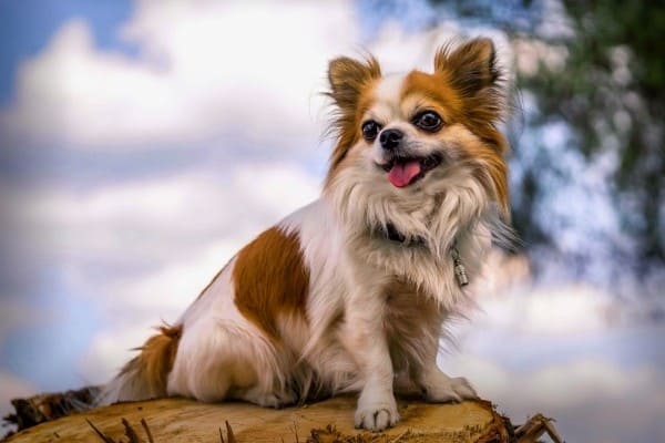A brown and white long-haired Chihuahua sitting on a tree stump.