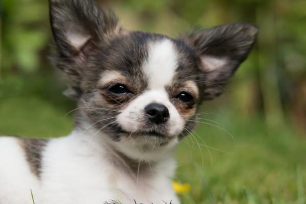 A little Chihuahua puppy grinning.