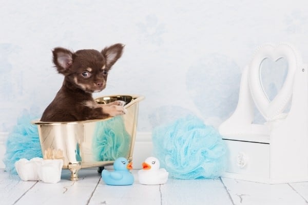 A brown and tan Chihuahua puppy sitting in a tiny tub surrounded by bath things.