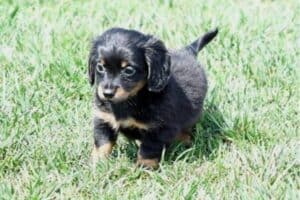 A Chihuahua-Dachshund mix puppy on the grass.