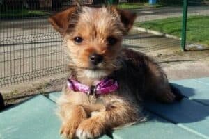 A Chihuahua-Yorkshire Terrier mix puppy with pink collar sitting outside.