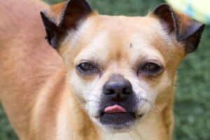 A chihuahua-Pug mix with his tongue sticking out.