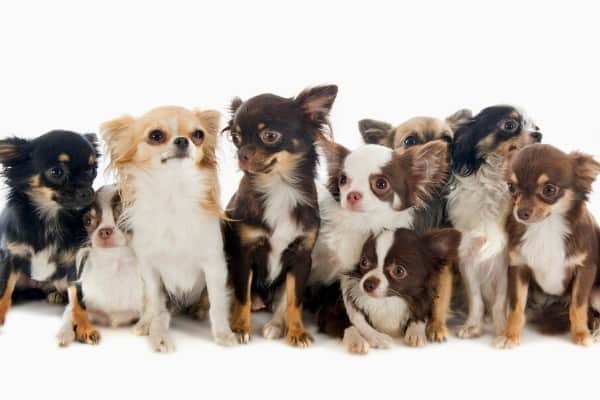 A group of different colored Chihuahuas lined up in a row.