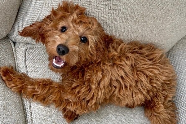 A red Irish Doodle puppy on an off-white couch.