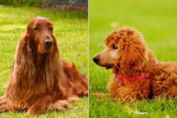An Irish Setter on the left, and a red Poodle on the right.