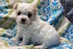 A white and brown Maltese-Chihuahua mix puppy on a blanket.