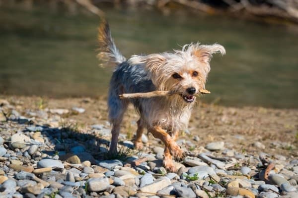 A black and tan Morkie Poo with a stick in his mouth on the rocky shore of a lake.