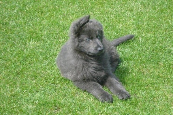 A powder blue long-hair German Shepherd puppy lying on the grass.