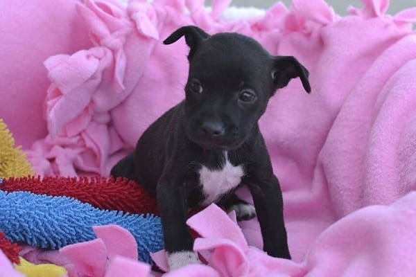 A black Chug puppy on a pink blanket.