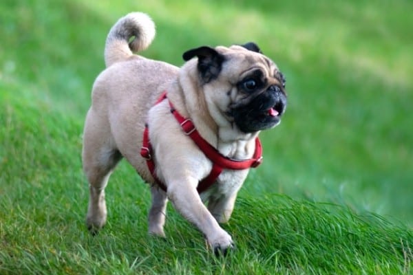 A Pug wearing a red harness jogging across a lawn.