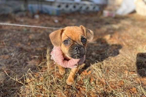 A Puggle puppy walking while on a leash outside.