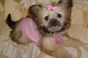 A Shih Tzu-Chihauhua mix puppy with pink sweater and bow.