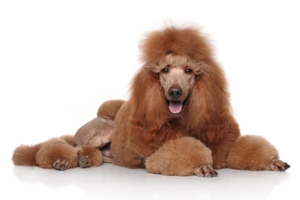 A standard red Poodle in Continental cut.