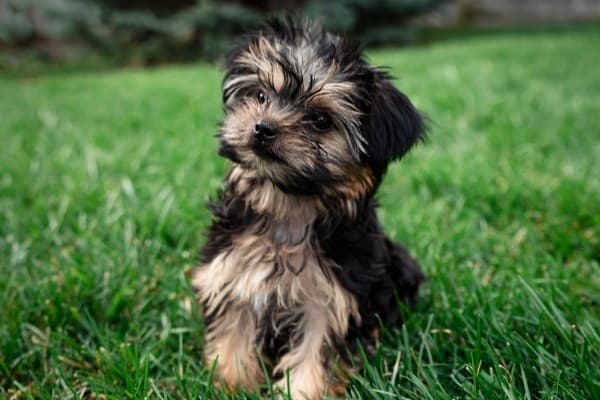 A black, tan, and white Morkie Poo puppy sitting on a green lawn.