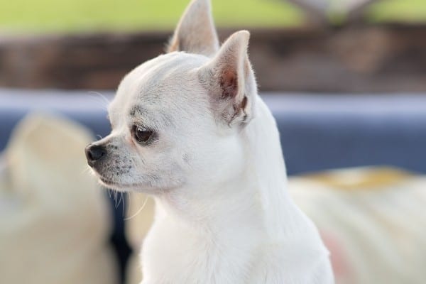 A white Chihuahua with her head turned to the side.