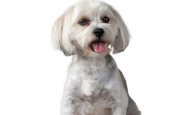 A white Morkie Poo with a teddy bear haircut on a white background.