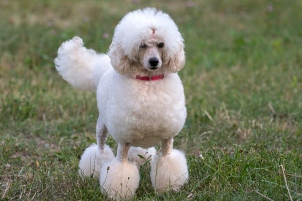 A white Poodle with a continental cut and tiny bow in the top knot.