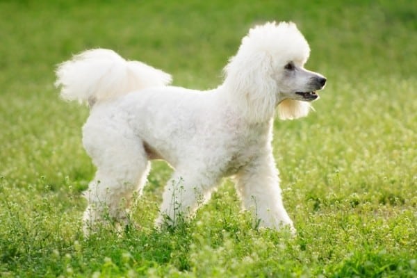 A white Poodle standing on green grass sporting a lamb clip.