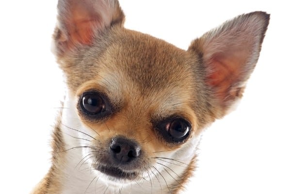 A close-up image of a black sabled fawn Chihuahua's head.