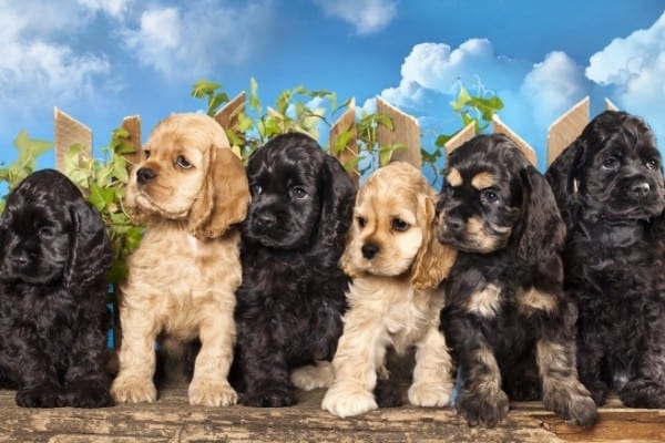 Three black, two buff, and one black and tan Cocker Spaniel puppies sitting in a row in front of a small fence.
