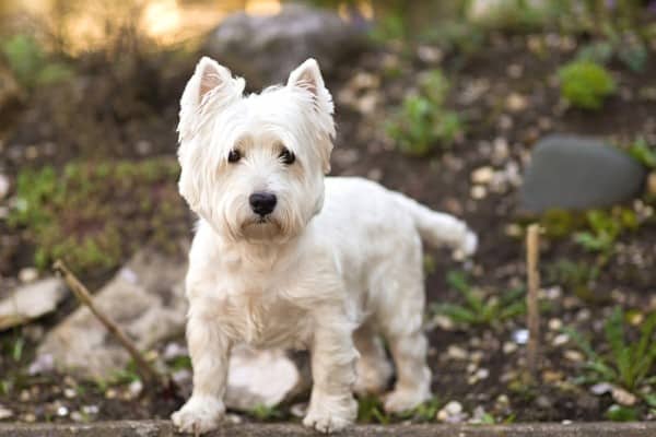 A West Highland Terrier standing in the woods with several rocks in the background.