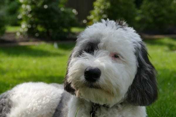 A black and white Mini Sheepadoodle sporting a recent haircut relaxing on a lawn.