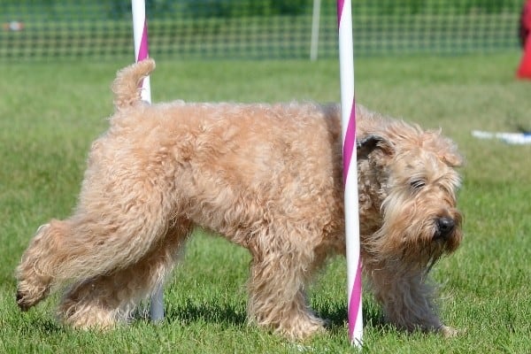 A wheaten-colored Whoodle weaving through pink-and-white agility poles.