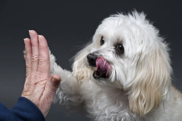 A white Malchi licking his lips while giving a high five.