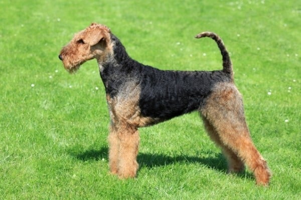An adult Airedale Terrier standing on a lush lawn.