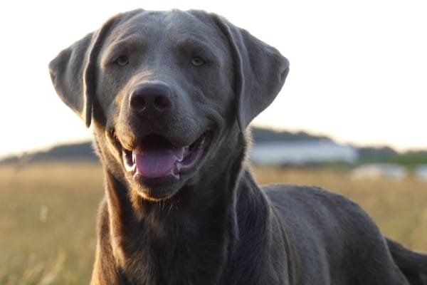 An adult Silver Labrador Retriever with a field in the background.