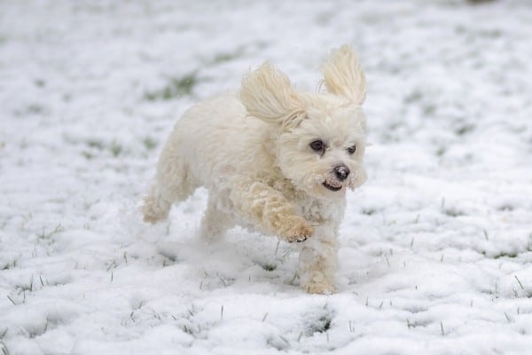 A Maltichon dog (Bichon Frise Maltese mix) running through fresh snow.