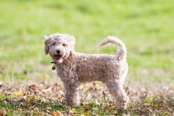 A cream Poochon (Poodle Bichon Frise mix) standing on a green lawn surrounded by a few fallen leaves.