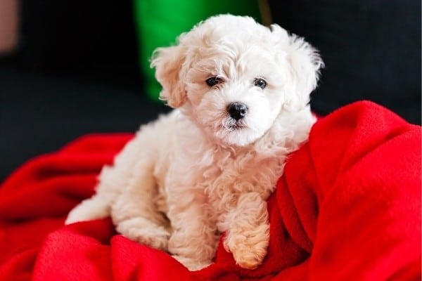 A cute Bichon Frise mixed puppy sitting on a bright red blanket.
