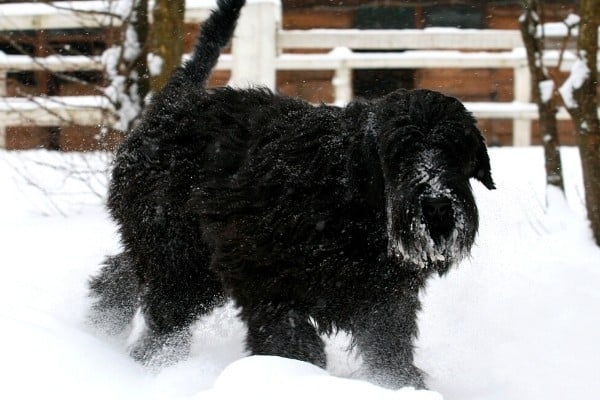 A black Giant Schnoodle walking in the snow in front of a fence and shed.