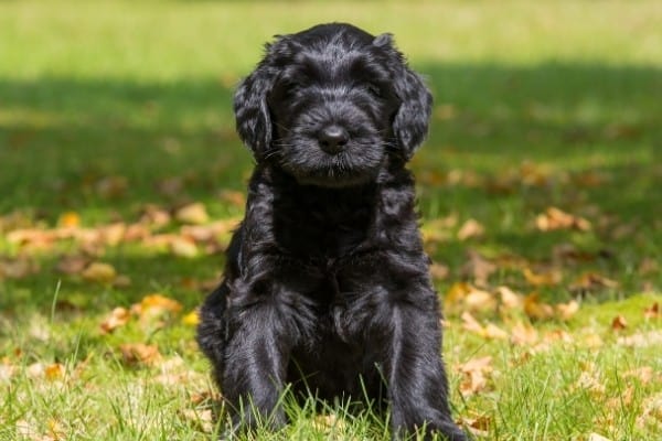 A black Giant Schnoodle puppy sitting on green grass with a few fall leaves scattered on the ground.