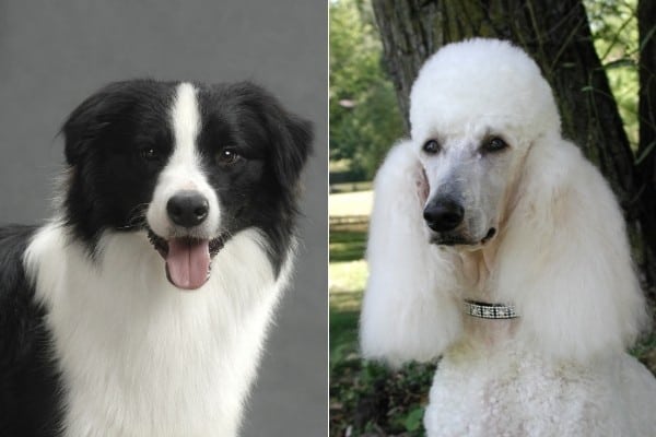 A black and white Border Collie on the left, and a white standard Poodle on the right.