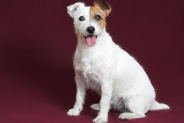 A rough-coated Jack Russell Terrier with a burgundy background.