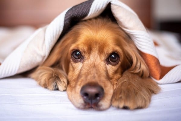 A Cocker Spaniel Dachshund cross in bed peaking out from beneath the covers.