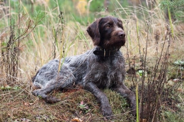 An adult German Wirehaired Pointer resting among tall, weedy undergrowth in a field.
