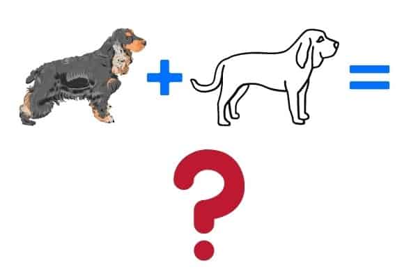 A graphic depicting a Cocker Spaniel plus a mystery dog equals a question mark.
