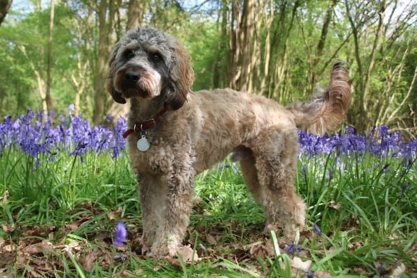 A tricolor Cockapoo standing in the woods with purple flowers in the background.
